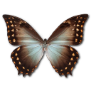 Morpho Theseus Amphotrion Emoticon