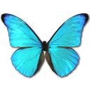 Morpho Rhetenor Cacica Emoticon