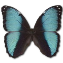 Morpho Pseudogamedes Emoticon