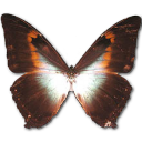 Morpho Phano Red Emoticon