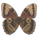 Morpho Peleides Montezuma Underside Emoticon