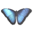 Morpho Peleides Emoticon