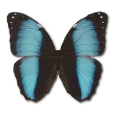 Morpho Patroclus Orestes Male Emoticon