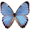 Morpho Partis Thamyris Emoticon