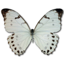 Morpho Luna Male Emoticon