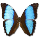 Morpho Deidamia Neoptolomous Emoticon