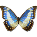 Morpho Cypress Cyanides Female Emoticon