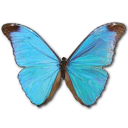 Morpho Absoloni Emoticon