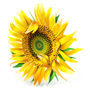 Sunflower Emoticon