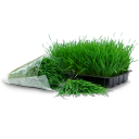 Wheatgrass Tray Bag Emoticon