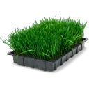 Wheatgrass Tray Emoticon