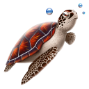 Turtle Emoticon