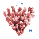 Coral Emoticon