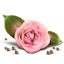 Rose Emoticon