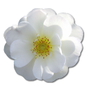 Wild Rose White 2 Emoticon