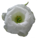 Wild Rose White 1 Emoticon