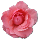 Wild Rose Pink 2 Emoticon