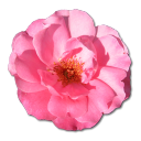 Wild Rose Pink 1 Emoticon