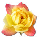 Rose Yellow 2 Emoticon