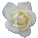 Rose White 2 Emoticon