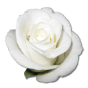 Rose White 1 Emoticon