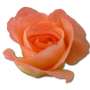 Rose Peach 2 Emoticon