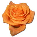 Rose Orange 2 Emoticon