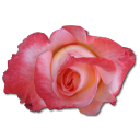 Rose China Emoticon