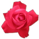 Rose Cerise Emoticon