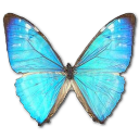 Morpho Zephyritis Male Emoticon