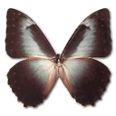 Morpho Telemachus Emoticon