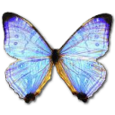 Morpho Sulkowski Pearl Morpho Emoticon