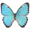 Morpho Portis Male Emoticon