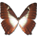 Morpho Phano Blue Emoticon