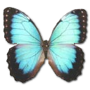 Morpho Peleides Montezuma Emoticon