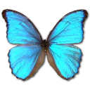 Morpho Godarti Emoticon