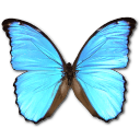 Morpho Didius Emoticon