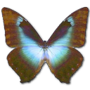 Morpho Cissis Emoticon