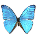 Morpho Adonis Huallega Top Emoticon