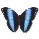 Morpho Achilles Emoticon