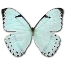 Mint Morpho Emoticon