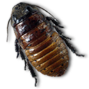 Caca Roach Emoticon